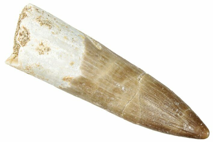 Fossil Plesiosaur (Zarafasaura) Tooth - Morocco #296342